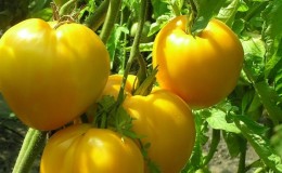 The newest promising variety that you will like - the tomato