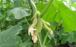 Why do cucumber ovaries rot: causes of the problem, methods of solving and preventing it