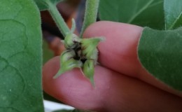 Why eggplants in the greenhouse are not tied and what to do about it