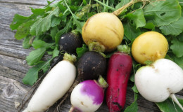 The difference between turnips and radishes and radishes
