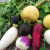 The difference between turnips and radishes and radishes