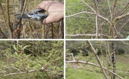 How to properly prune viburnum in autumn (normal and decorative)