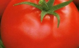 Tomato