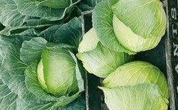 Universal variety of cabbage Snow White with excellent taste