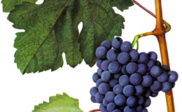 Description of the most delicious grape varieties