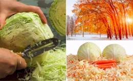 The best timing for harvesting: when to salt cabbage in November and how to do it right