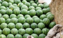 At what temperature and how much is watermelon stored
