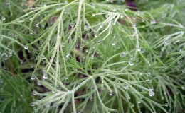 Why does white bloom appear on dill and how to deal with it