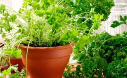 How to properly grow parsley on a windowsill and get a harvest all year round