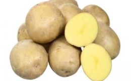 Medium early potato variety