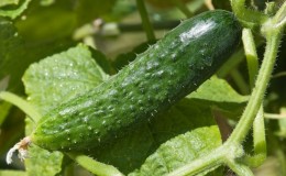 A universal variety of cucumbers 