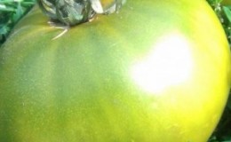A fairy tale on your site - tomato