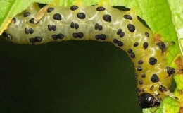How, when and how to process gooseberries from caterpillars, if there are already berries