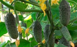 Cucumber