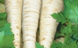 Planting and caring for root parsley outdoors