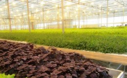 A beginner's guide to planting basil in a greenhouse