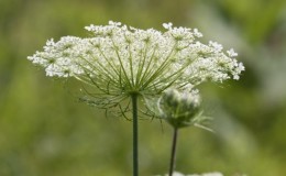 What type of inflorescence in carrots: description and characteristics