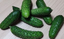The best varieties of cucumbers for growing in Siberia in a greenhouse and open field