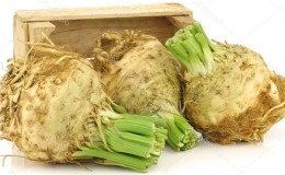 Best Ways to Store Root Celery for the Winter at Home