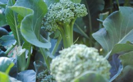 How to grow broccoli outdoors