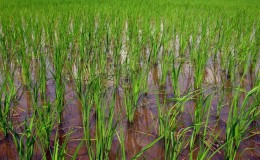 Features of growing rice in the Krasnodar Territory