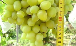 Arcadia table grape review