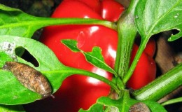 How to deal with slugs on peppers in a greenhouse: the most effective methods of protecting crops from pests
