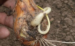 What type of worm is the onion nematode, and how to deal with it