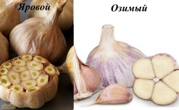 What determines the yield of garlic and how to increase it: advice from experienced farmers and the nuances of growing