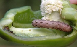 How to protect yourself from pepper pests in a greenhouse