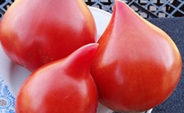 German variety of tomato