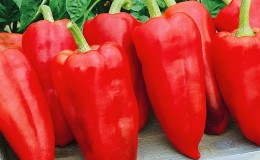 Hybrid from Holland - pepper