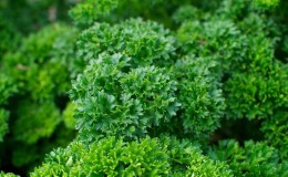 Why parsley was banned in Russia: are narcotic substances present in the plant?