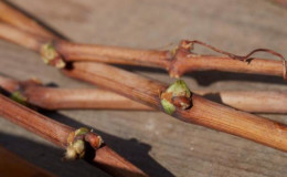 Step-by-step instructions for grafting grapes in autumn