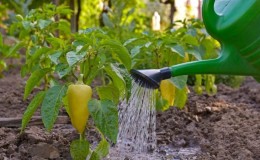How often to water peppers in a greenhouse: a guide on proper watering for high yields