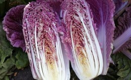 Peking cabbage: description, photo, main characteristics of varieties and hybrids