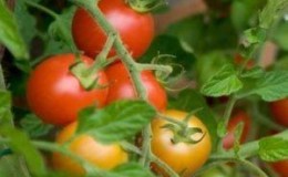 Tomatoes