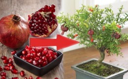 How and what to feed pomegranate at home