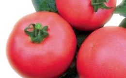 An early ripe hybrid from French breeders - tomato