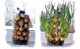 How to grow onions in a plastic bottle at home