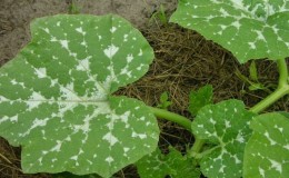 How to detect pumpkin diseases in time, effectively cure them and save your harvest
