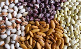 Top 26 best varieties of beans with photos and descriptions: what varieties they are and how to choose the right one