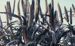 How to grow in the open field and use African millet on the farm