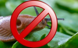 Quick and effective pest control - pepper slugs: how to spot and get rid of the problem