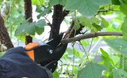 How to properly prune currants in the summer and what is it for