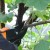 How to properly prune currants in the summer and what is it for
