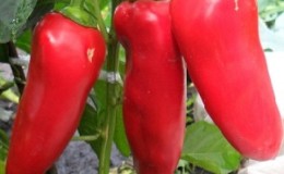 Bulgarian pepper