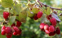 Summer raspberry care instructions for beginners and advice from experienced gardeners