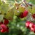 Summer raspberry care instructions for beginners and advice from experienced gardeners