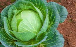 High-yielding variety of cabbage